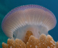   Jelly Dome inspiration next olympic stadium  